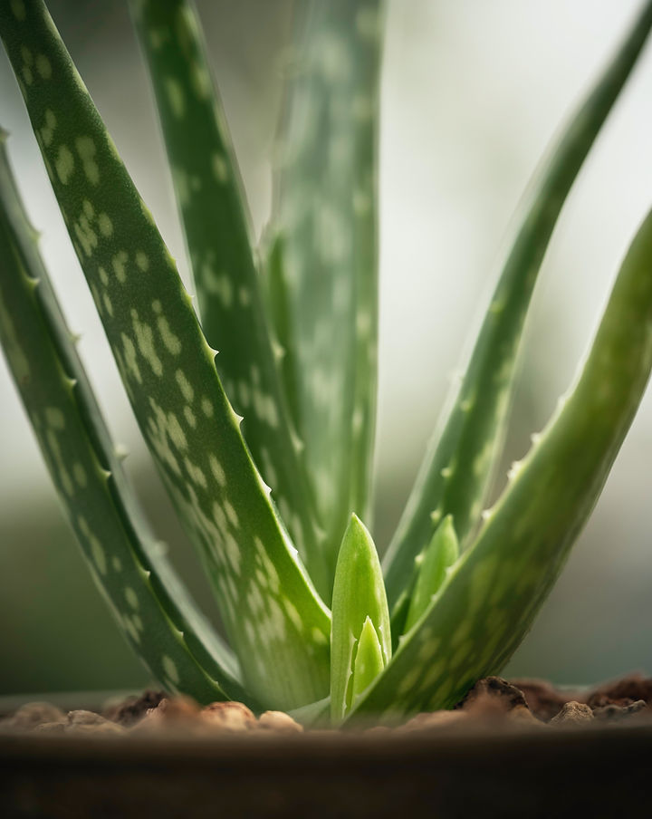 ancient egypt aloe vera use