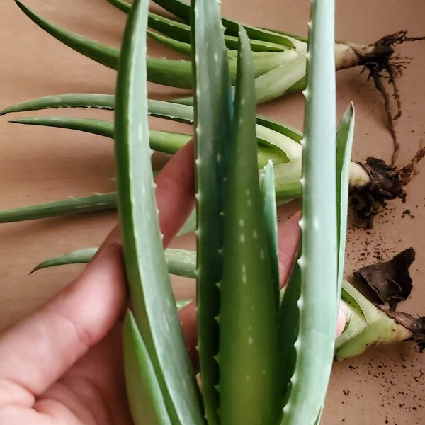 aloe vera pup selection