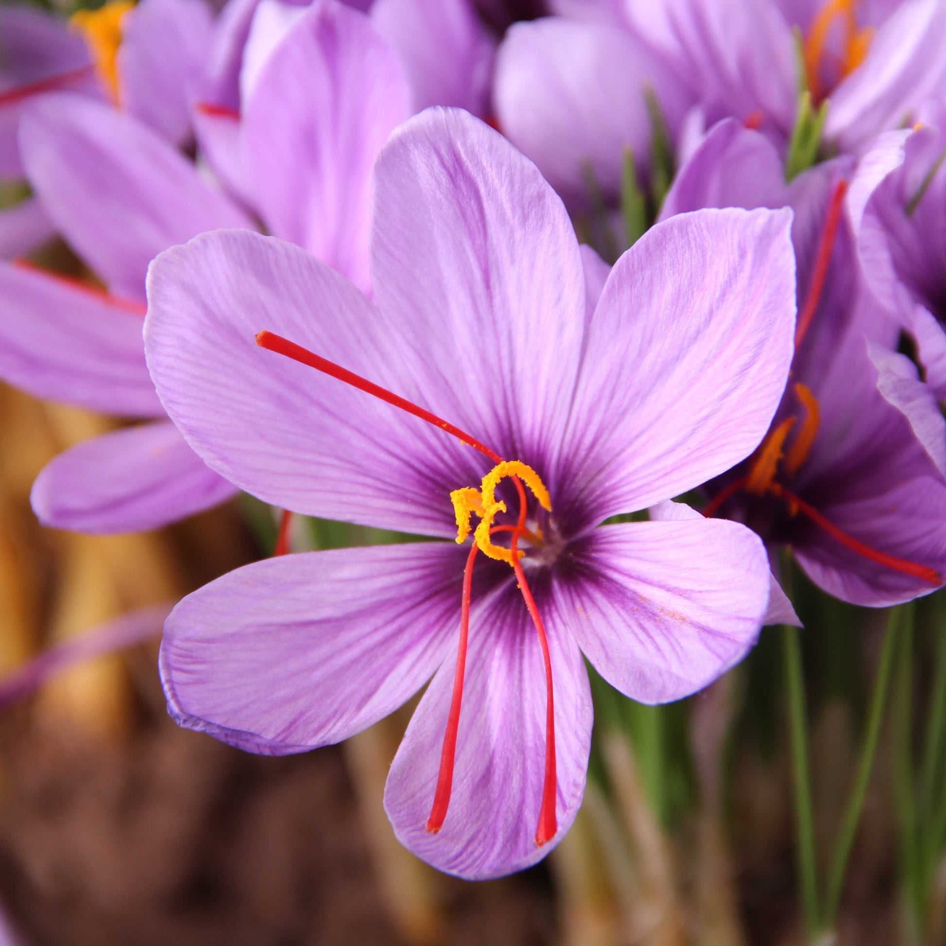 Saffron Crocus in Your Home: Interior Design Tips for Fall Bloomers