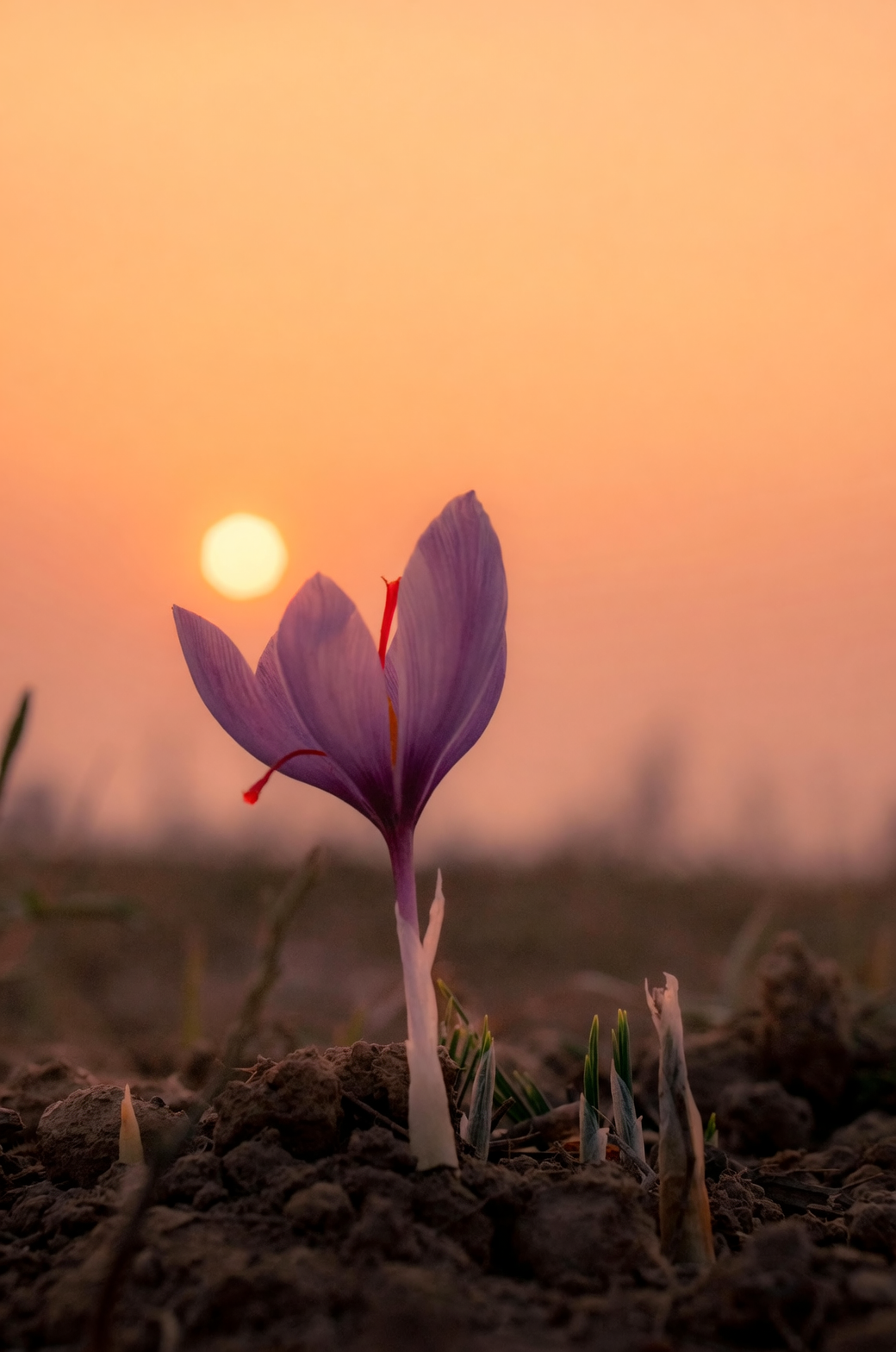 planting saffron crocus corms