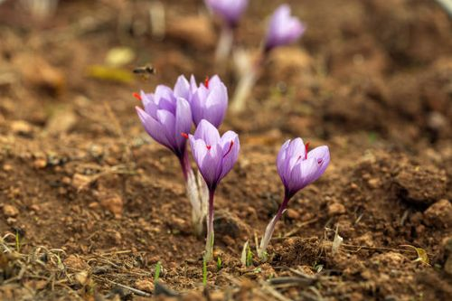 Grow Like a Pro: A Propagation Masterclass for Saffron Crocus