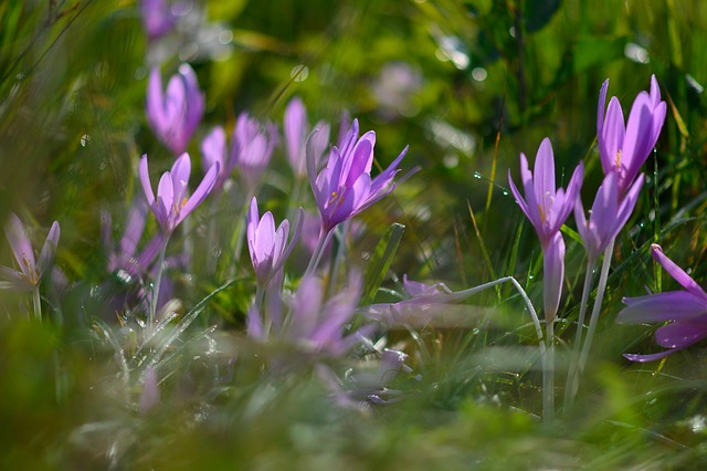 crocus sativus blooming in autumn