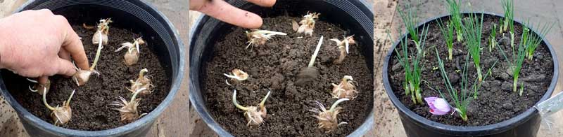 dividing saffron corms for replanting