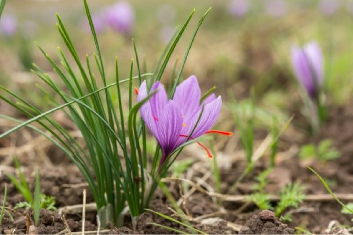 番红花的花语与象征意义：从喜悦到忠诚的爱
