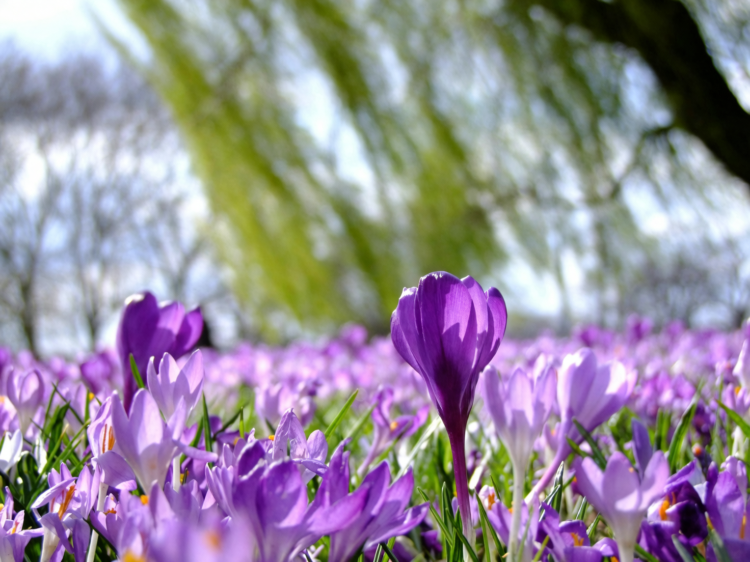 crocus color varieties side by side