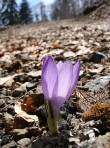 saffron crocus with Greek ruins