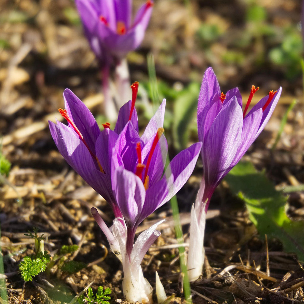 saffron crocus harvesting red stigmas