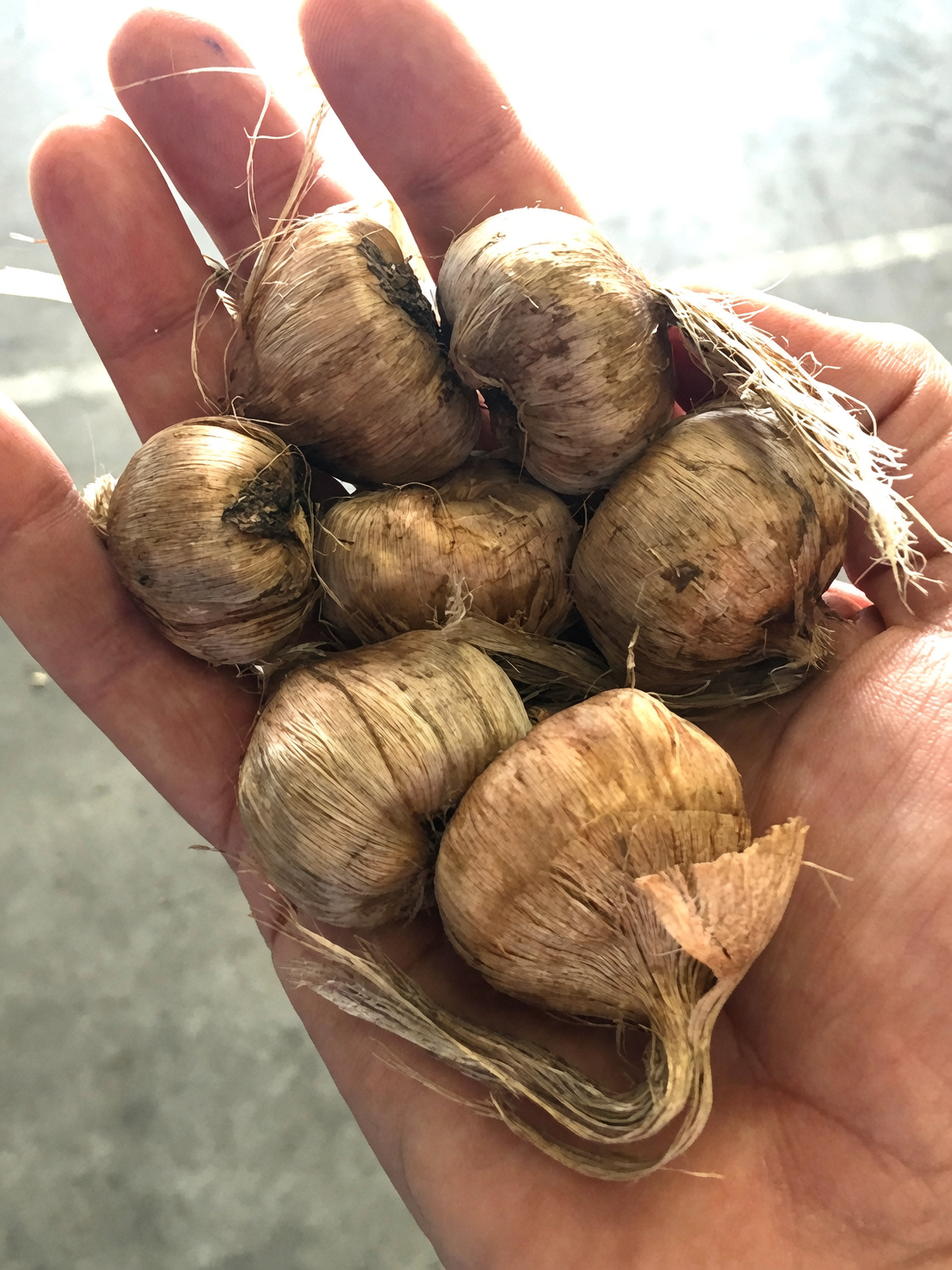 saffron crocus bulbs hand sorting