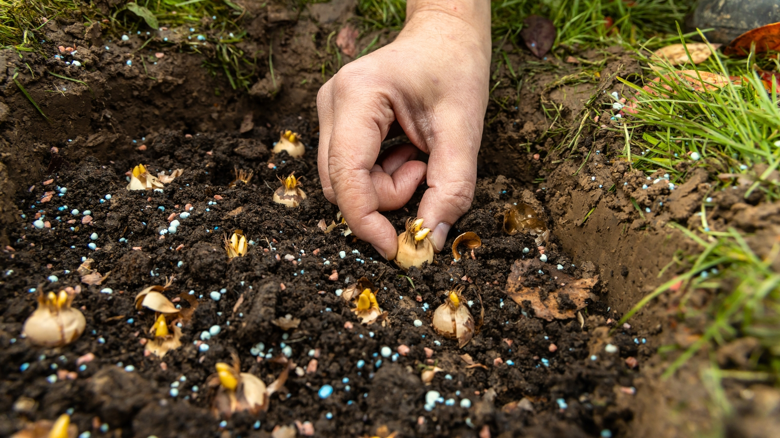 saffron crocus bulbs planting trowel