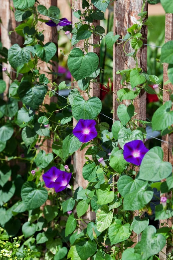 morning glory climbing fence