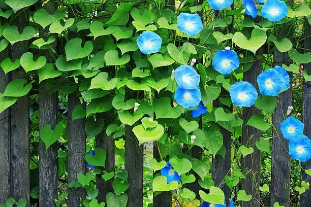 morning glory balcony railing