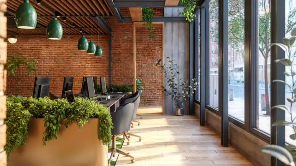 Chinese Evergreen in office setting