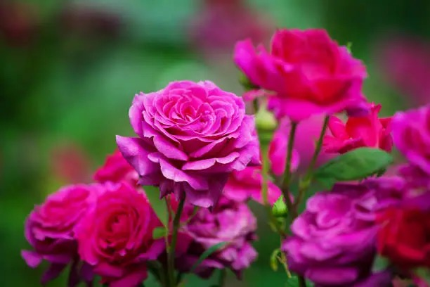 moss rose closing petals at night