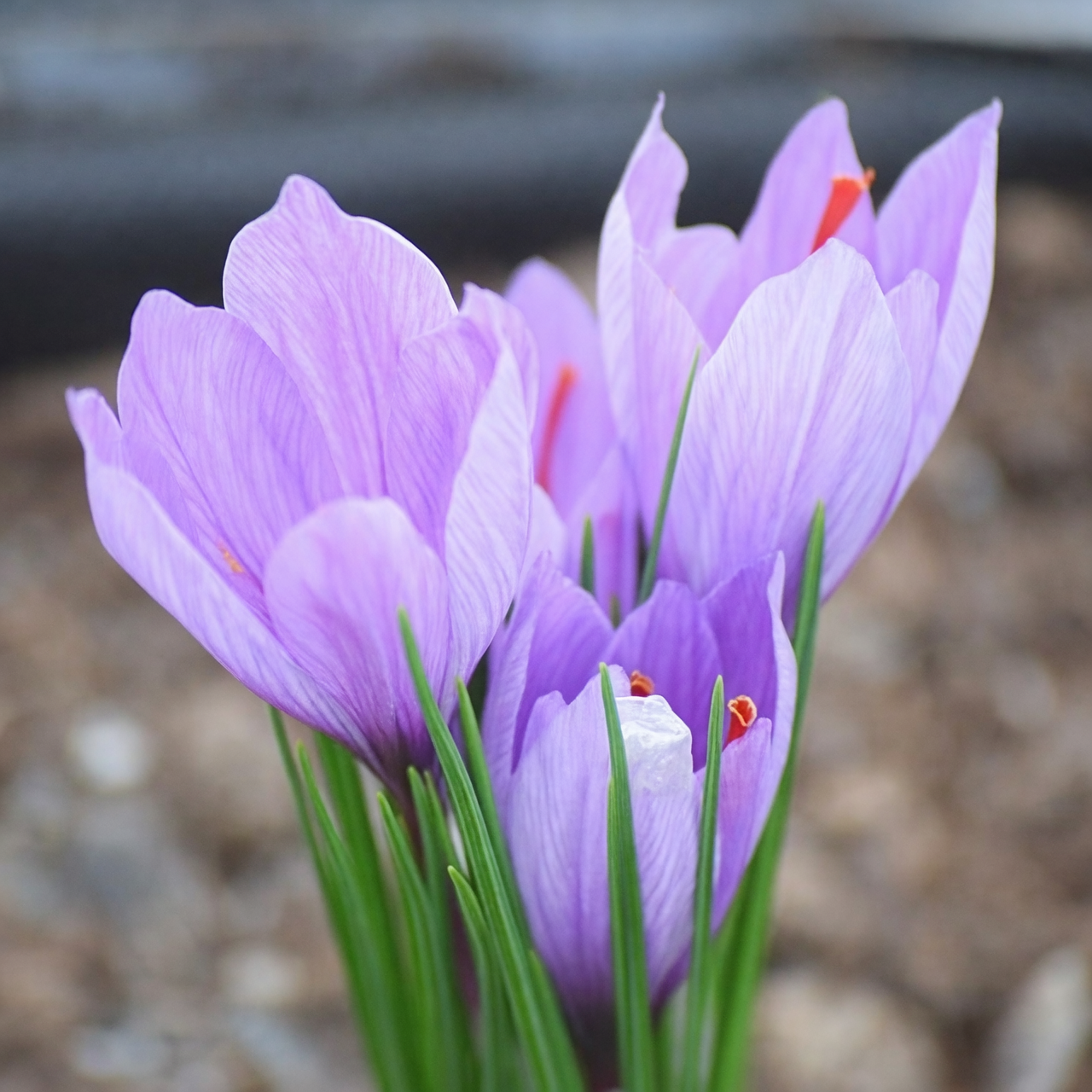 saffron crocus along garden path