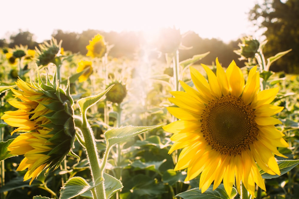 Chase the Sun, Not the Watering Can: The No-Soggy-Soil Sunflower Care Playbook