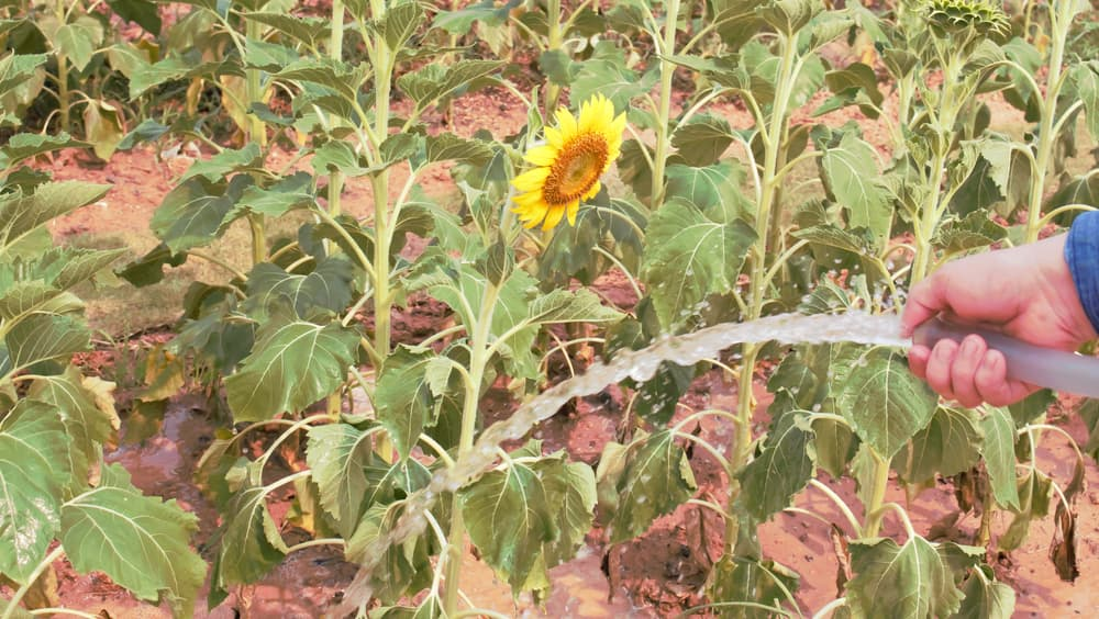 sunflower watering at base can