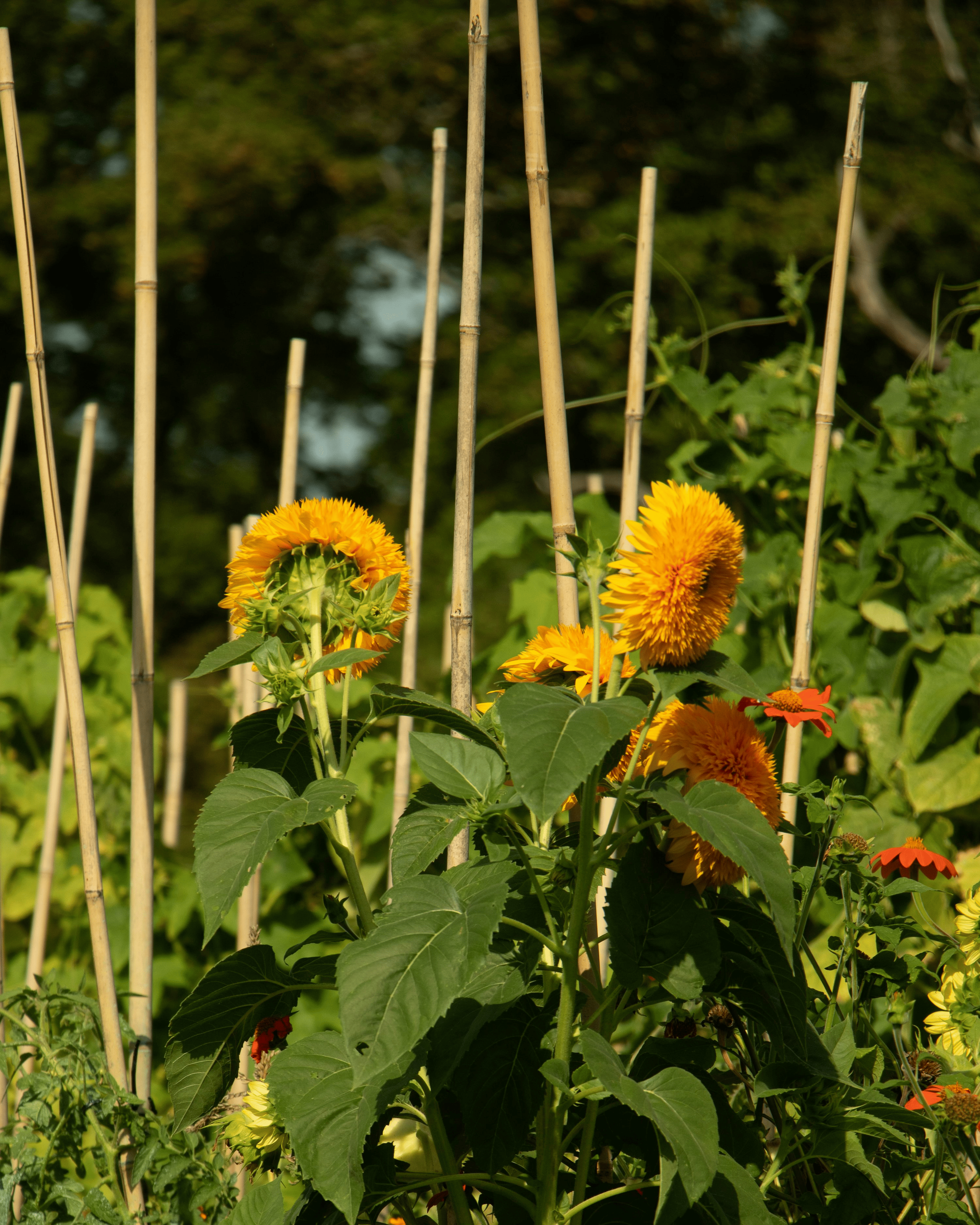 sunflower staking bamboo ties