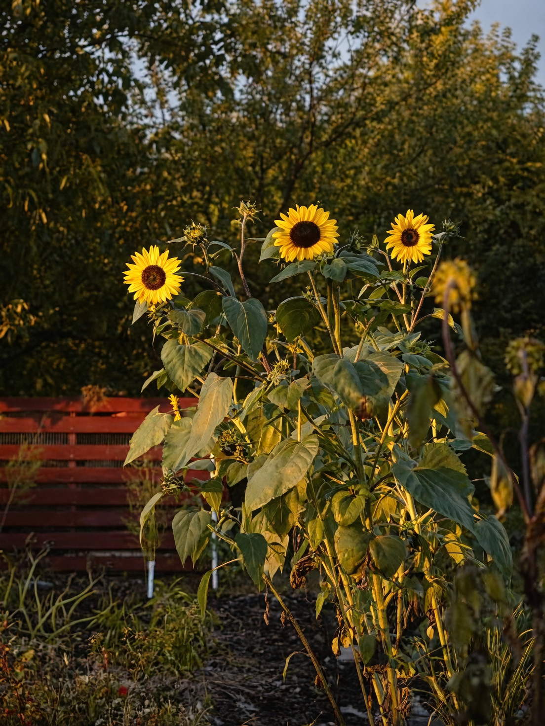 SOS for Sunflowers: Moths, Mildews, and Sneaky Seed Thieves—Quick Fixes that Actually Work