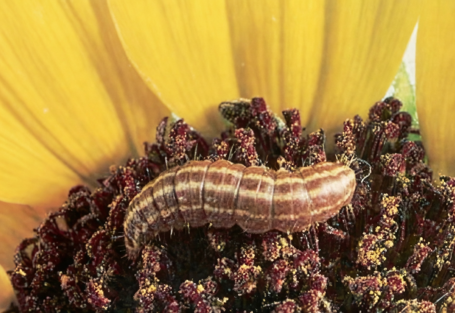 sunflower head webbing larvae