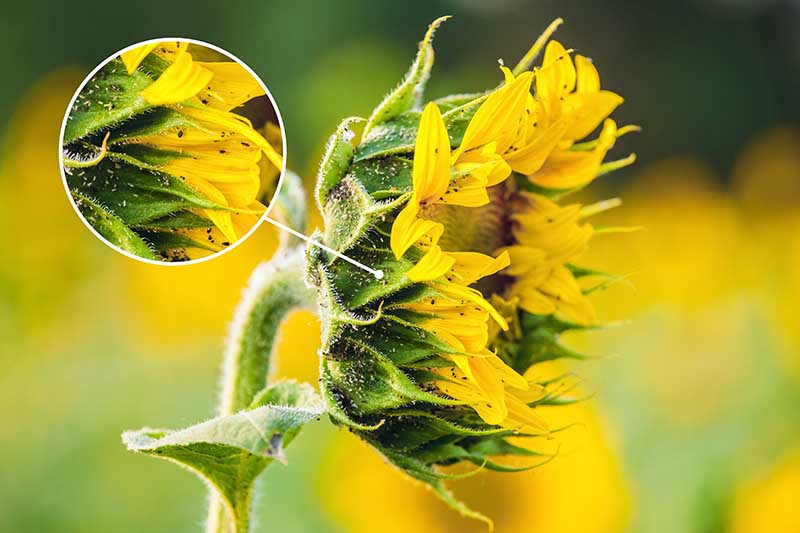 sunflower aphids with ants