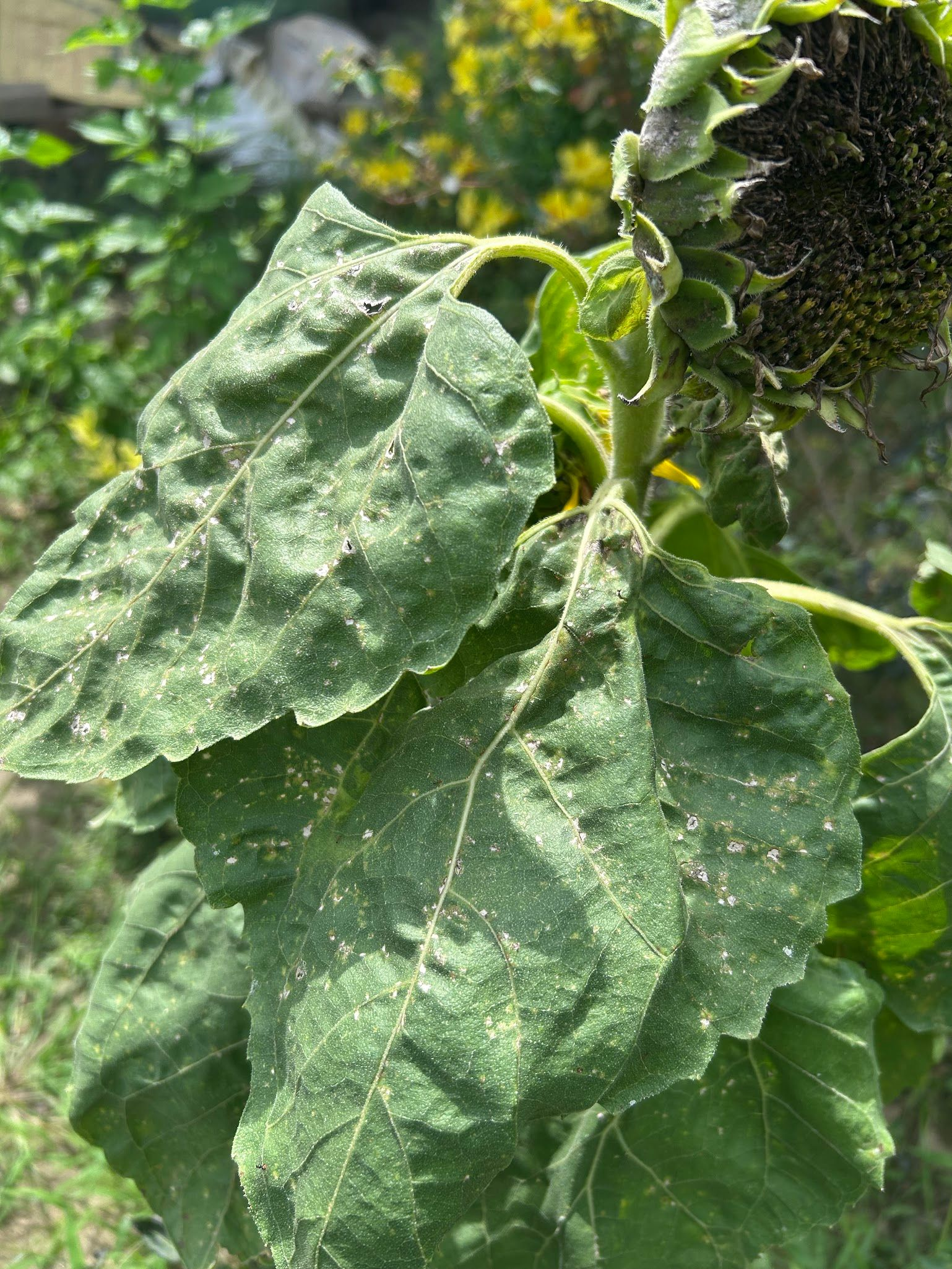 sunflower powdery mildew leaves