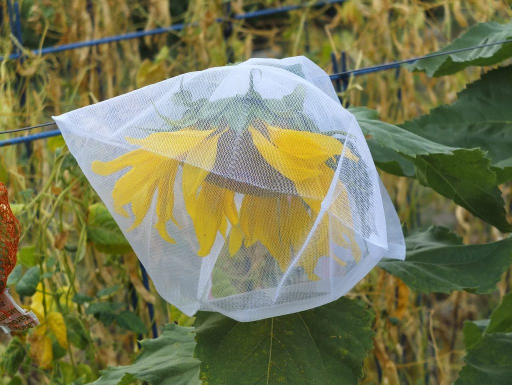 sunflower head mesh bagging