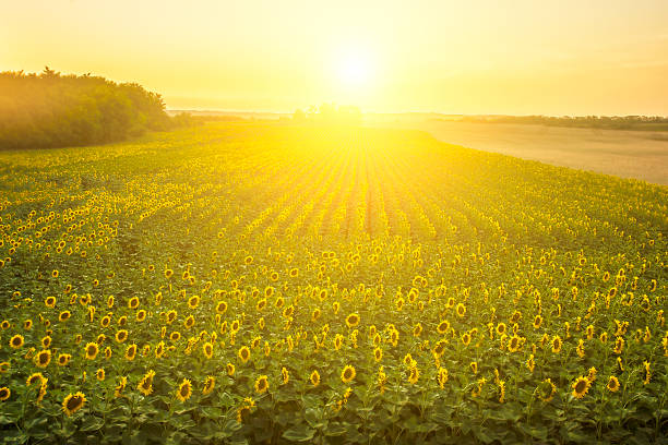 Do Sunflowers Really Wake Up Facing East? Heliotropism, Pollinator Warm-up, and Fibonacci Swirls Explained