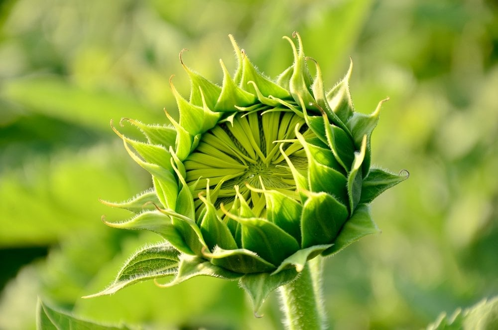 sunflower bud heliotropism sequence