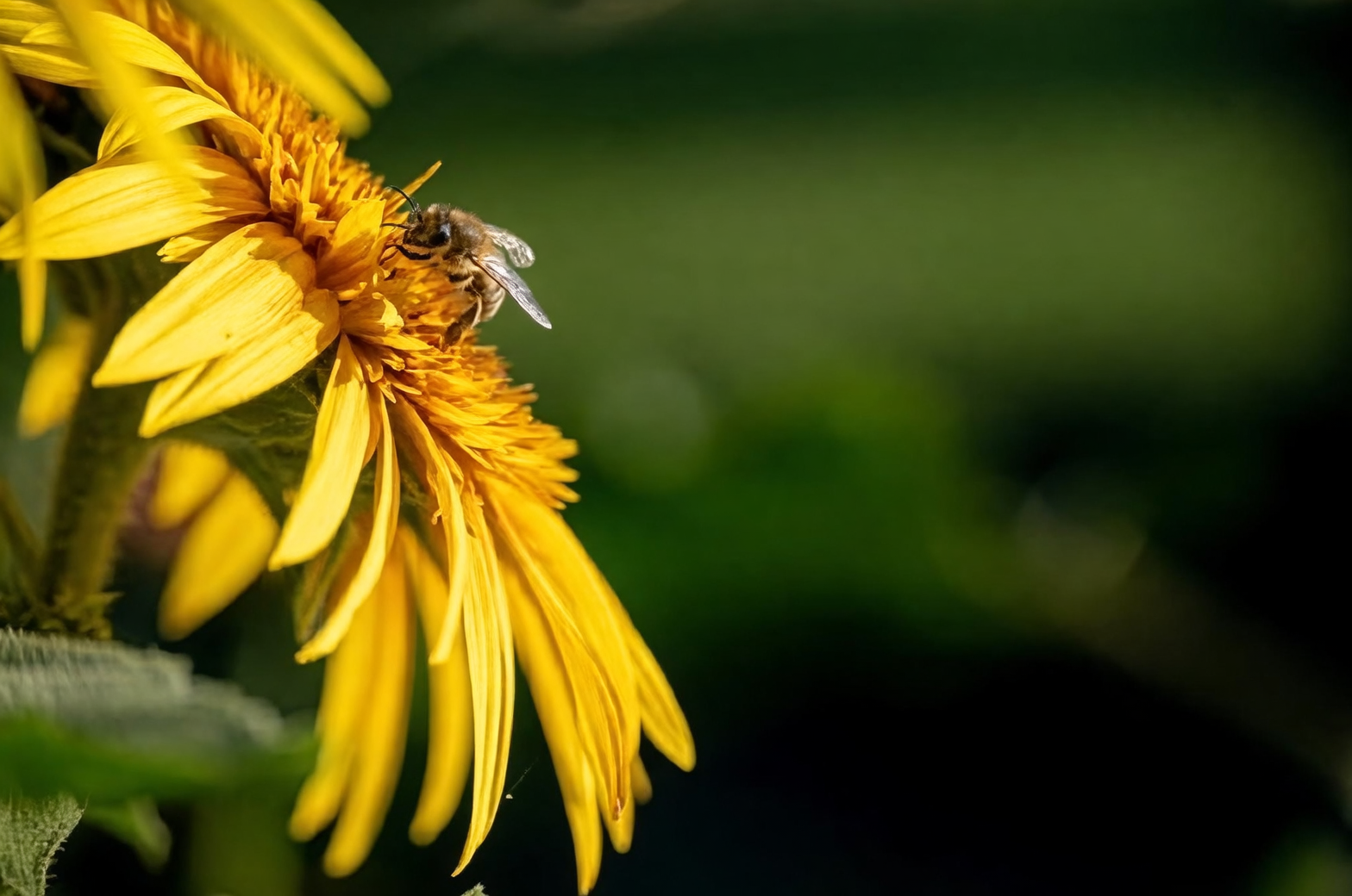 sunflower bee morning light