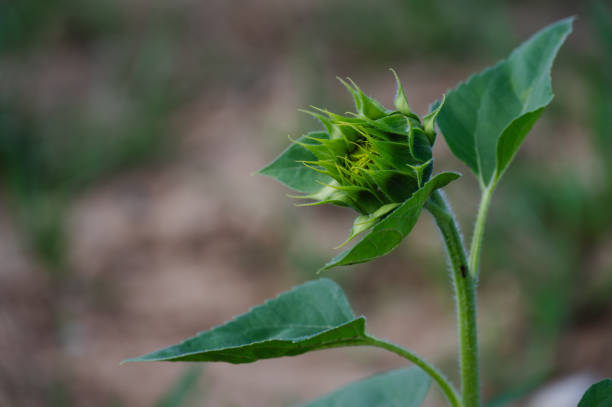 sunflower bud with paint mark