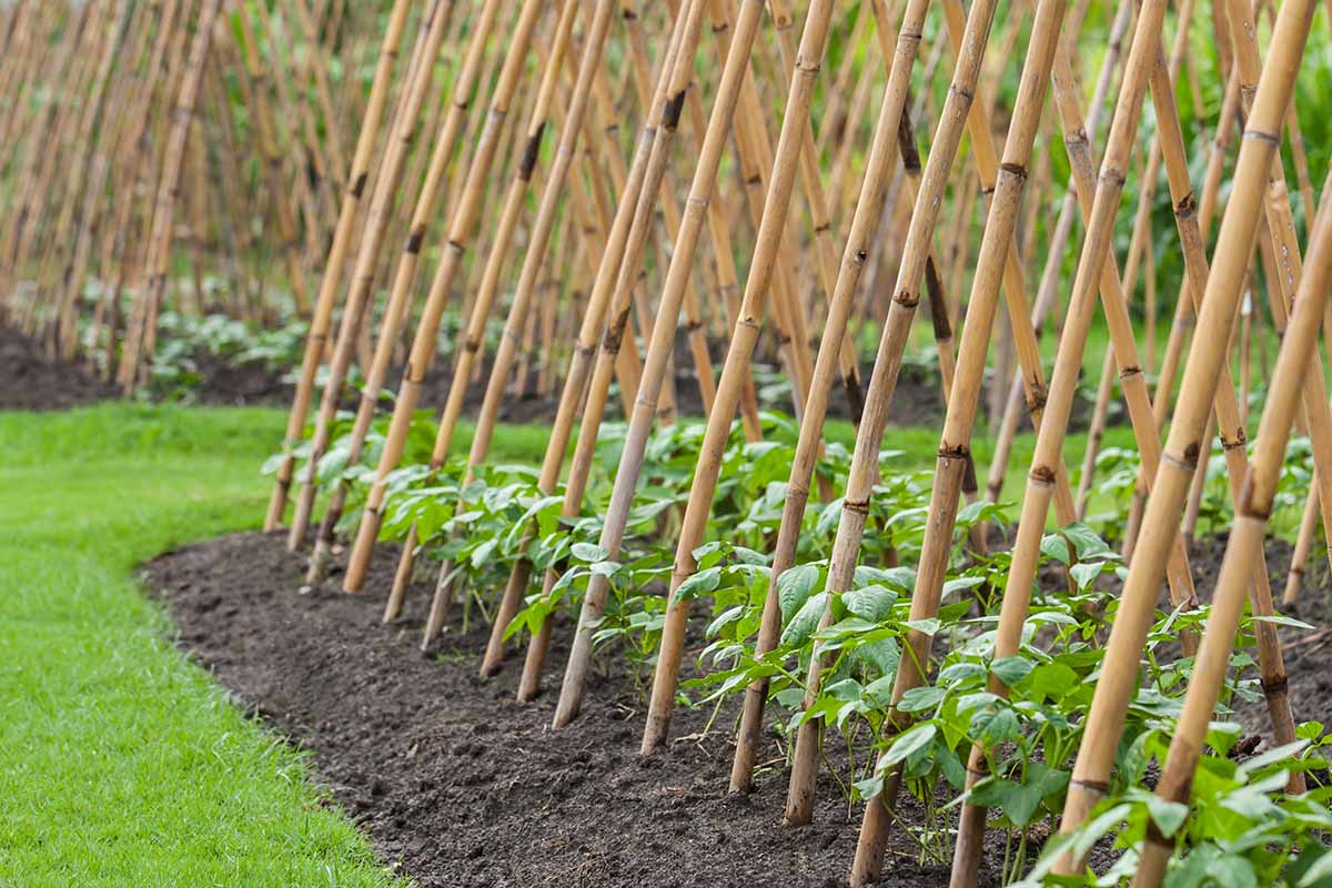 sunflowers with pole beans climbing