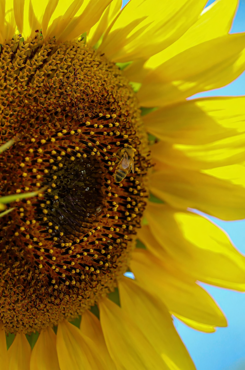 sunflower bloom bees morning light