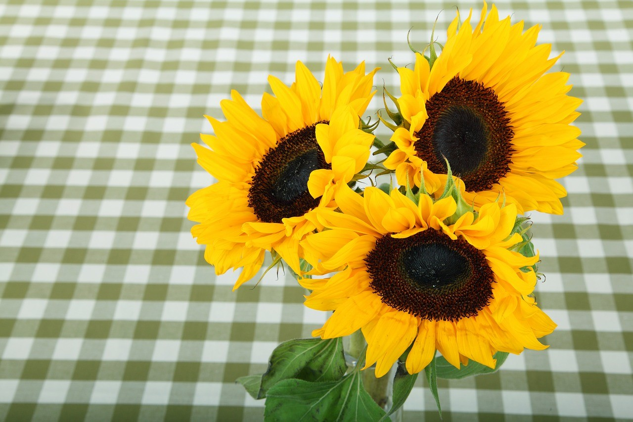 Seven Days of Sunshine Indoors: Pollenless Varieties and Pro Tips for Long-Lasting Sunflower Bouquets