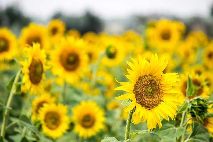 sunflower heads facing sunrise