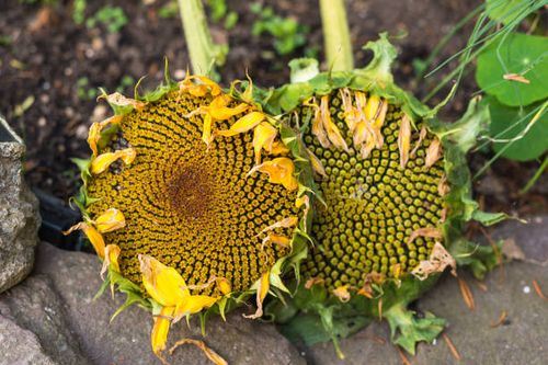 sunflower head and seeds closeup