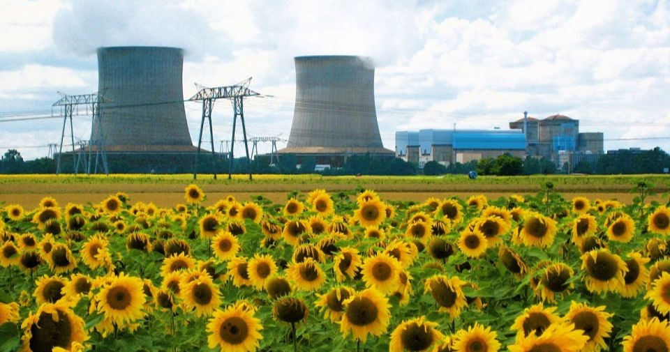 sunflower roots in contaminated soil
