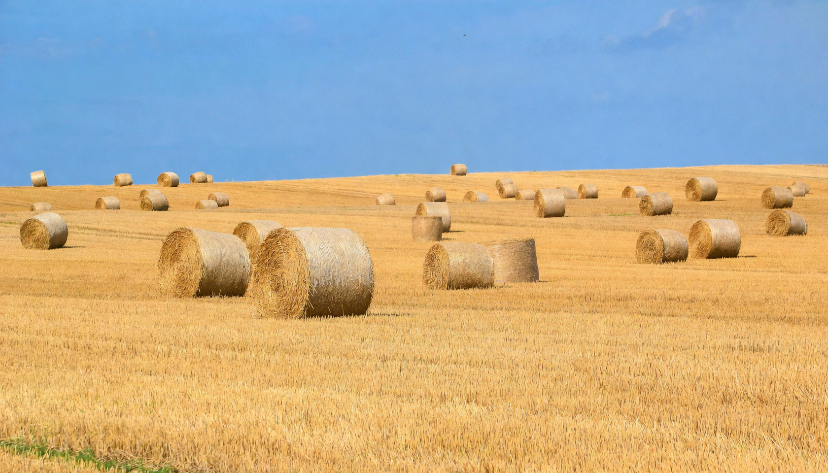 sunflower harvest biomass bales