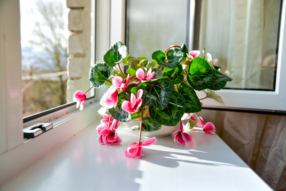 Mushy Crown? Droopy Leaves? A Fast-Acting Rescue Plan for Cyclamen Rot and Botrytis