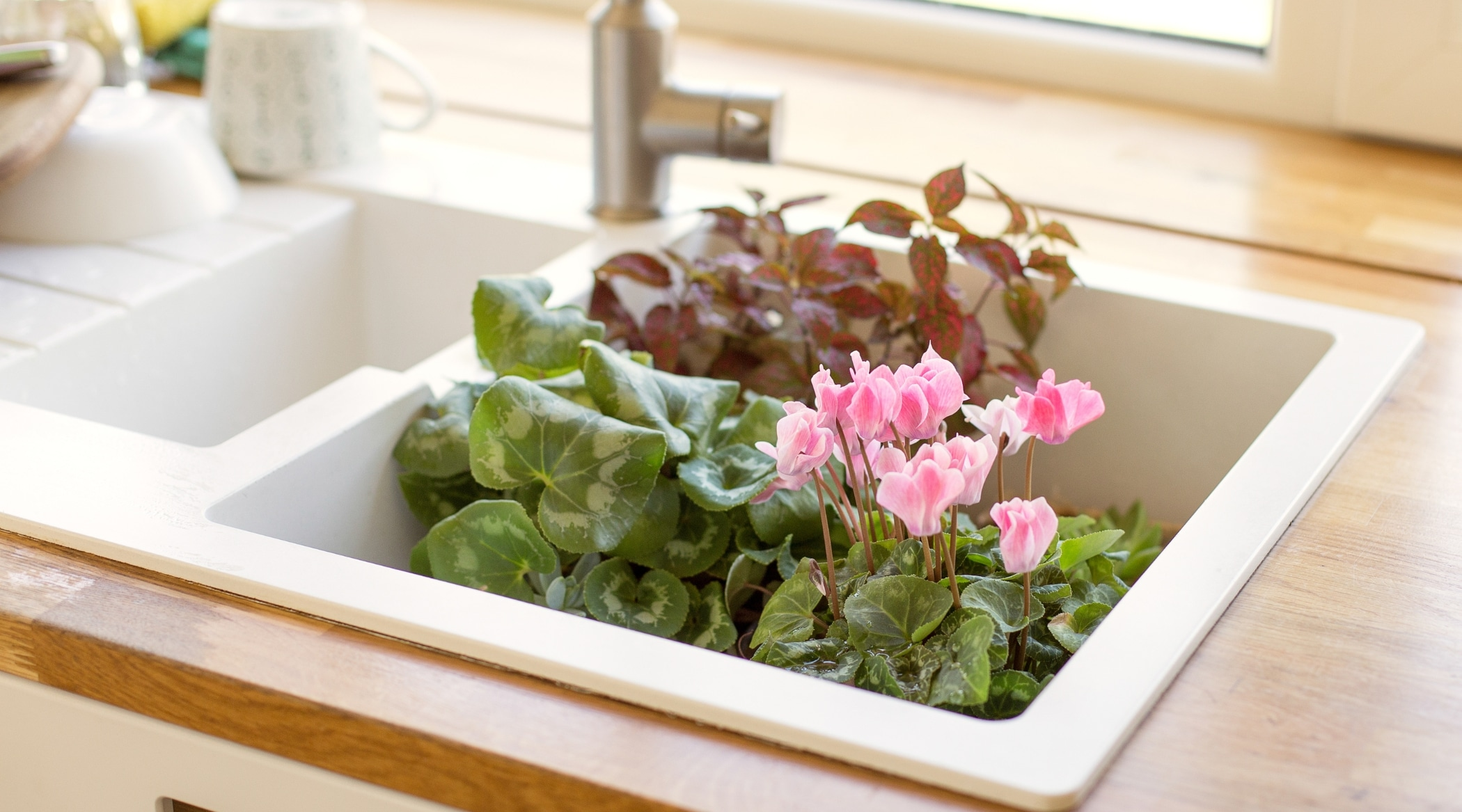 cyclamen bottom watering saucer