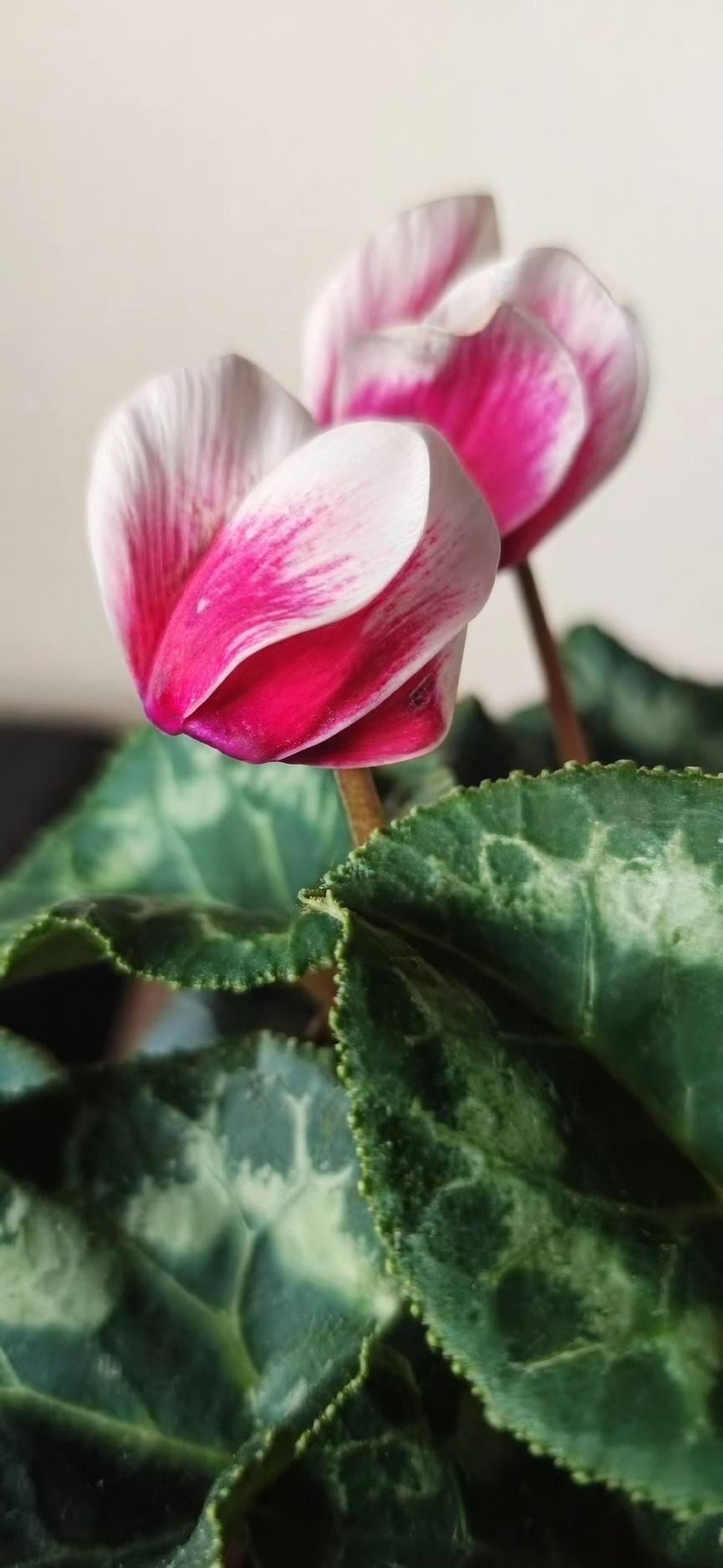 cyclamen botrytis gray mold petals