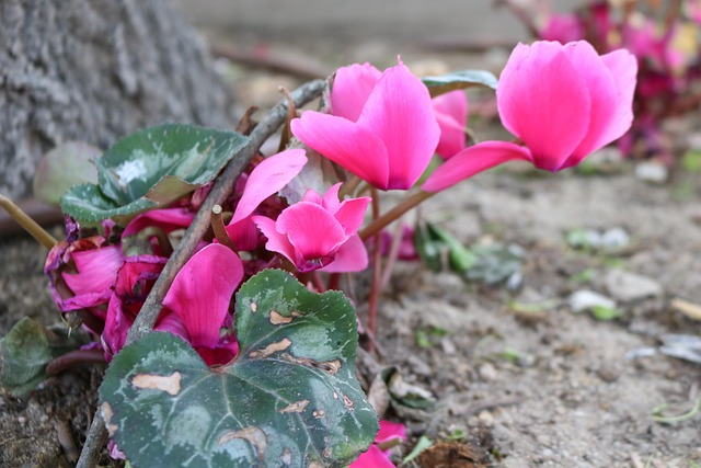cyclamen tuber exposed crown close-up