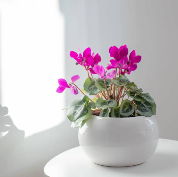 cyclamen bottom watering tray