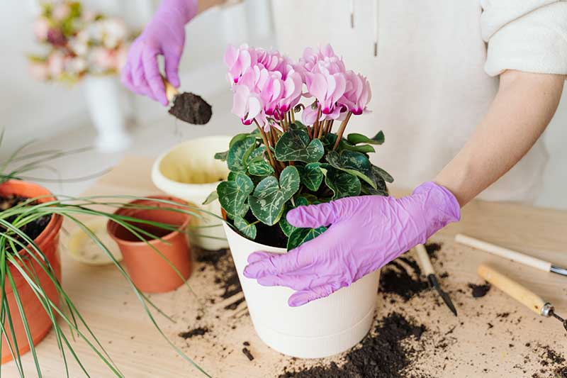 cyclamen pruning gloves close up