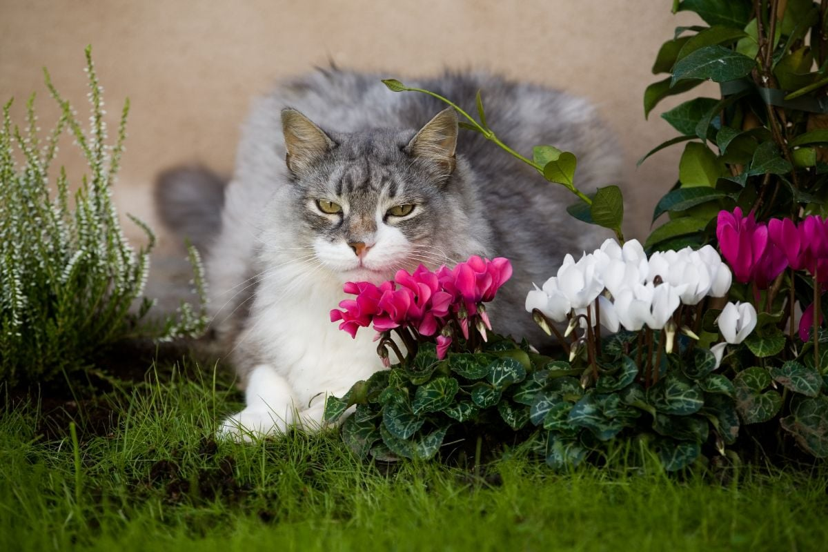 cyclamen poisoning cat vet