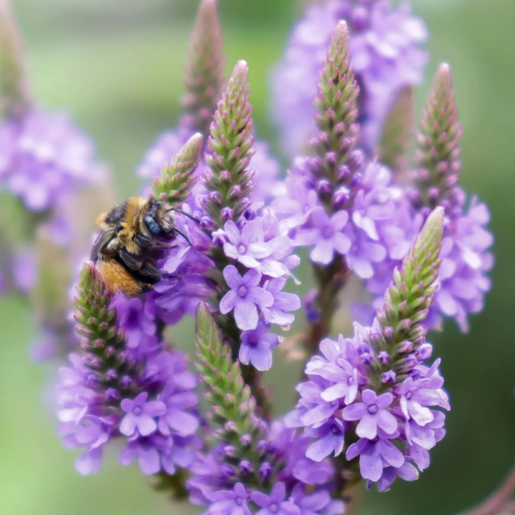 Aphids to Mildew: The Quick-Detect, Quick-Fix Playbook for Vervain