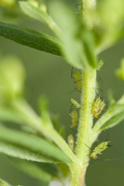 vervain aphids on stem tips