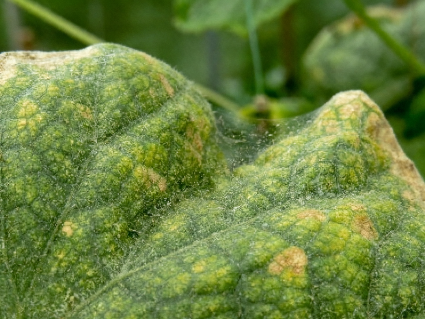 vervain spider mites leaf webbing