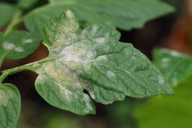 vervain powdery mildew leaves close-up
