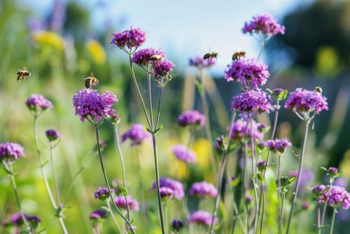 Holy Herb, Real Talk: Sorting Vervain’s Mythic Cures from Responsible Modern Use