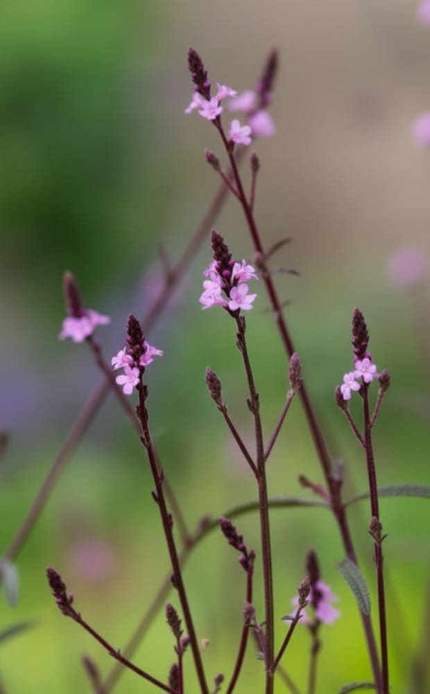 Drainage or Disaster: How to Keep Vervain Roots Happy in Wet Winters
